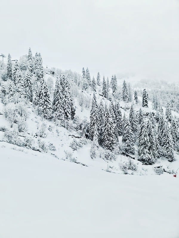 arbres neige